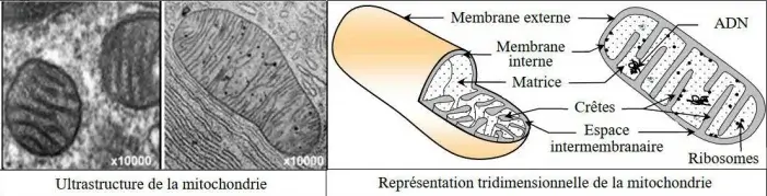 Libération de l'énergie emmagasinée dans la matière organique